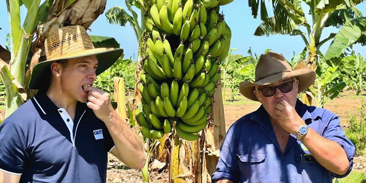 Australia, pronte per il consumo le prime banane ogm